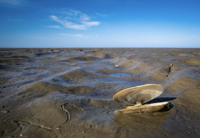Strandurlaub Callantsoog LekkerNaarZee